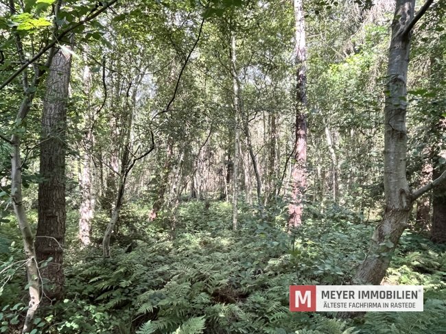 4,2508 ha Forstfläche "Mischwald" im Ipwegermoor zu verkaufen (Obj.-Nr.: 6534)