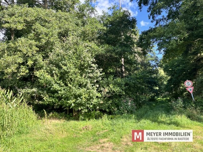 Blick von der Zuwegung in den Wald Blick von der Zuwegung in den Wald
